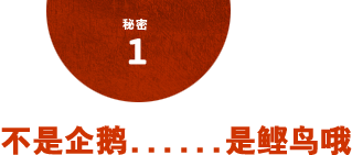 秘密1 不是企鹅......是鲣鸟哦