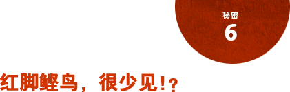 秘密6 红脚鲣鸟，很少见!? 